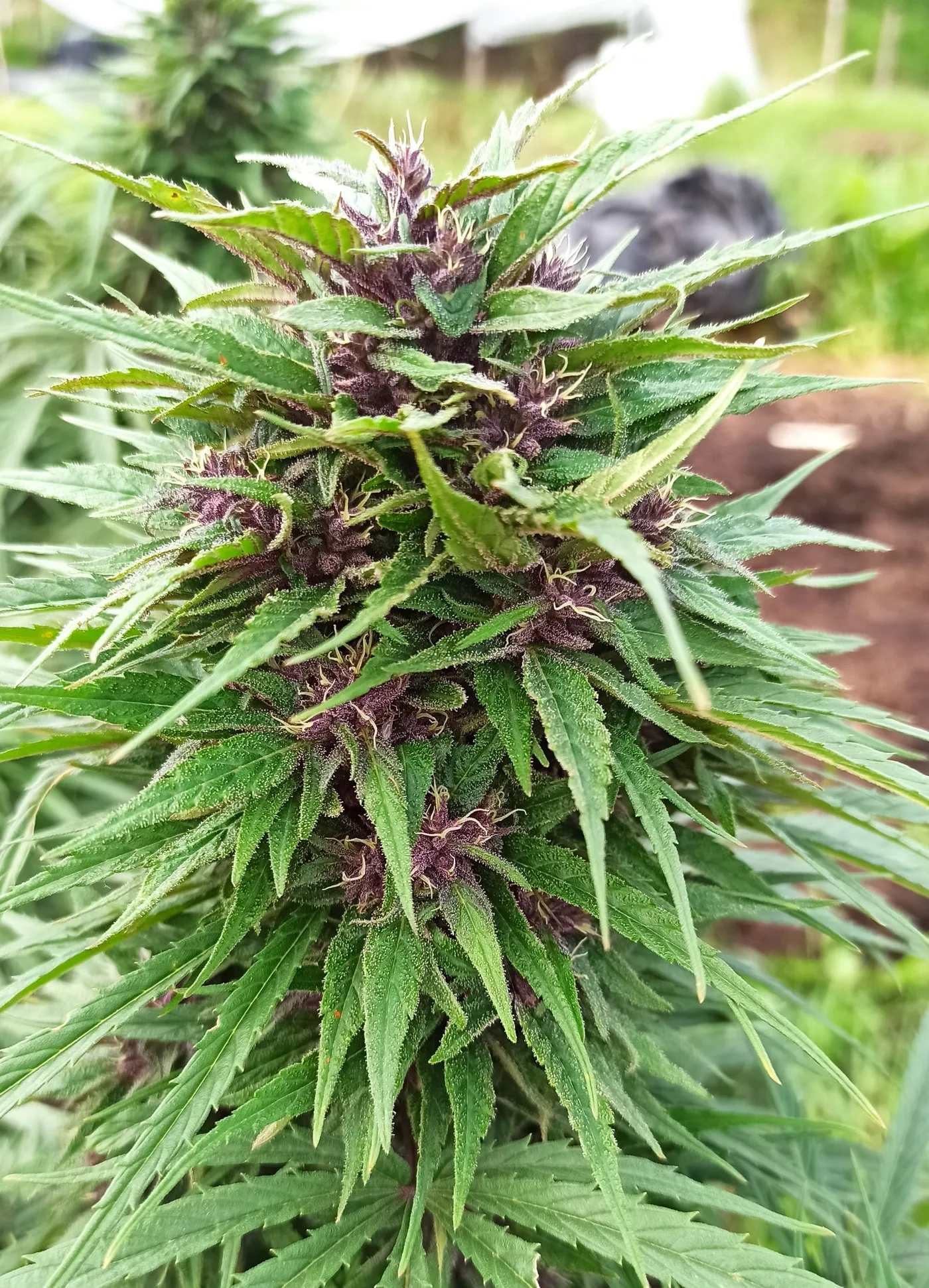 Planta de cannabis medicinal en floración